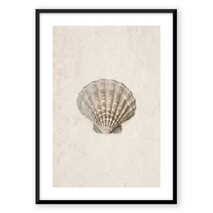 Sea Shell