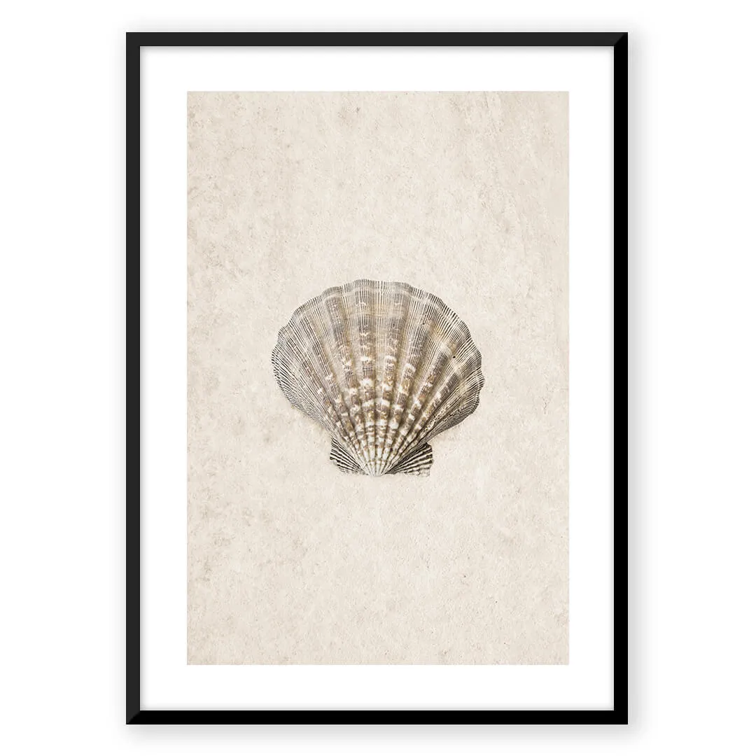 Sea Shell